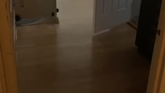 Kitty Jumps Out Of Nowhere