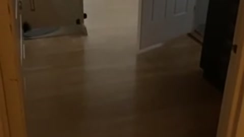 Kitty Jumps Out Of Nowhere