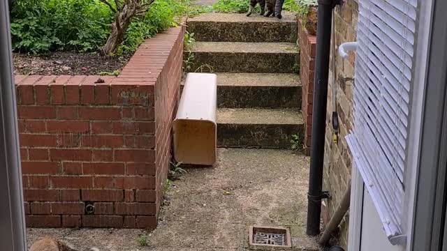 Cat Adventures