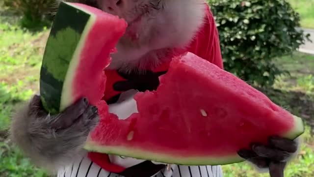 Jingjing eats watermelon for the first time.