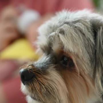 Baby Dogs - Cute and Funny Dog Videos Compilation #3 | Aww Animals