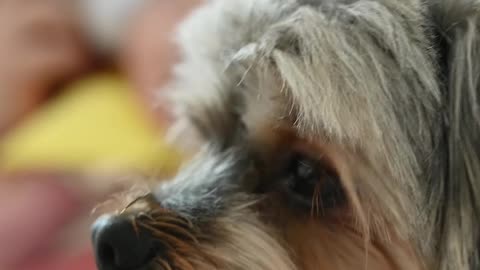 Baby Dogs - Cute and Funny Dog Videos Compilation #3 | Aww Animals
