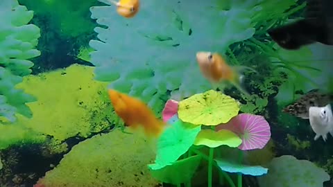 Balloon Mollies with their babies