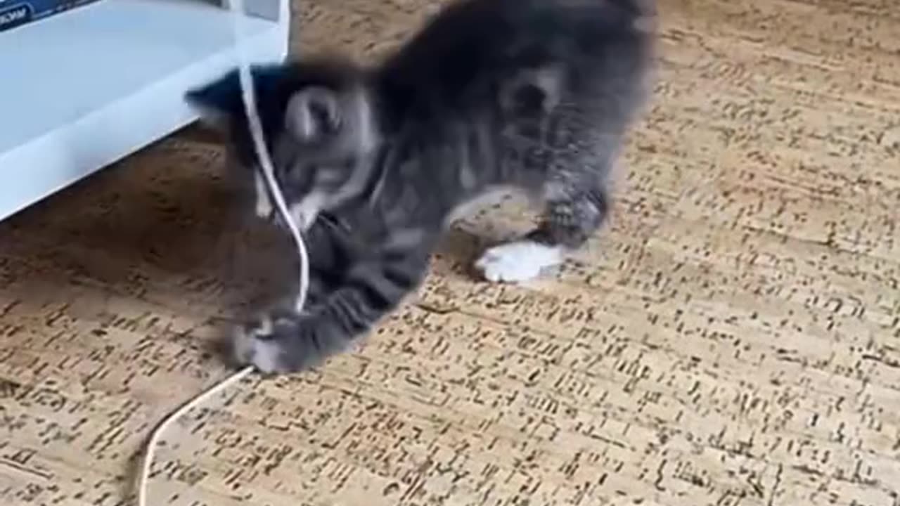 Cats funny