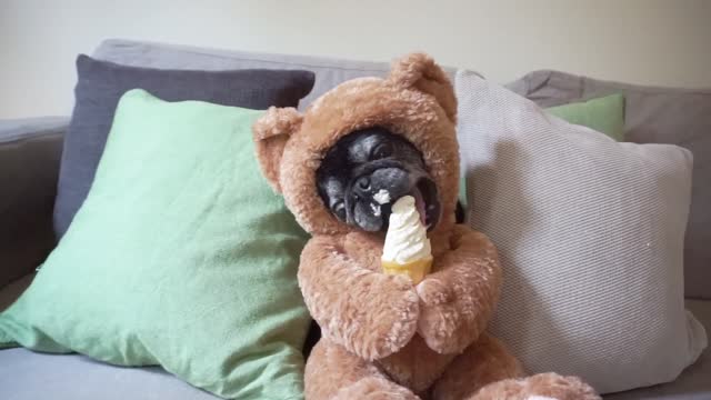 Teddy Bear Pug Loves Ice Cream