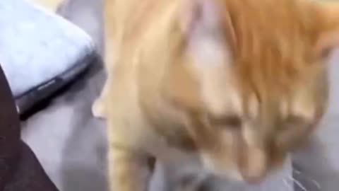 Funny video 😺🐈