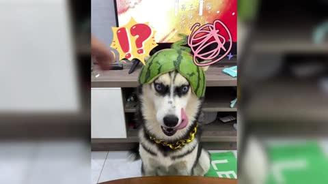 You keep a dog for fun, hahahahaha~
