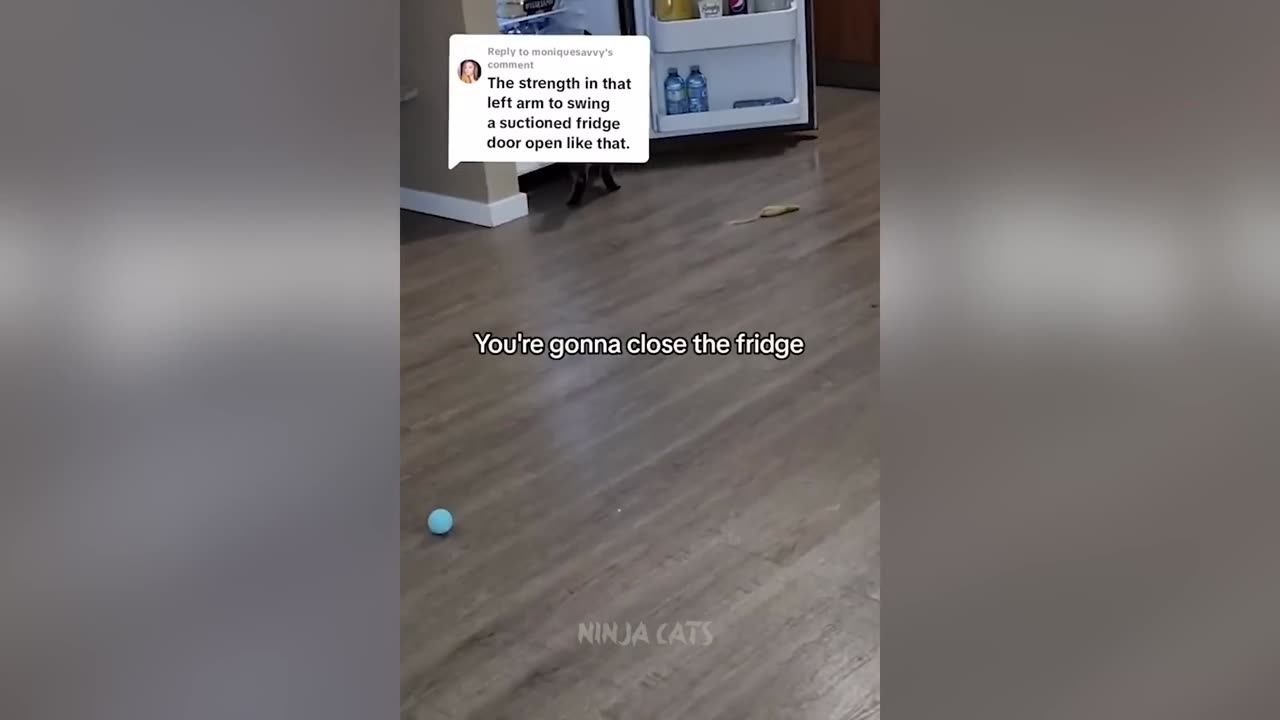 New Funniest Cats And Dogs Videos 😁 Best Of The 2024 Funny Animal Videos 😁 - Cutest Animals Ever