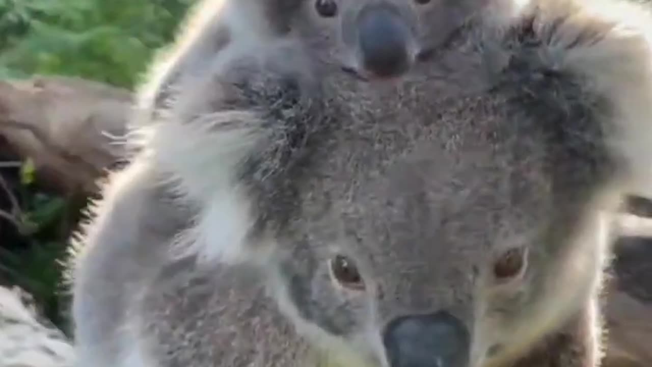 Cute baby animals Videos Compilation cute moment of the animals - Cutest Animals On Earth #83