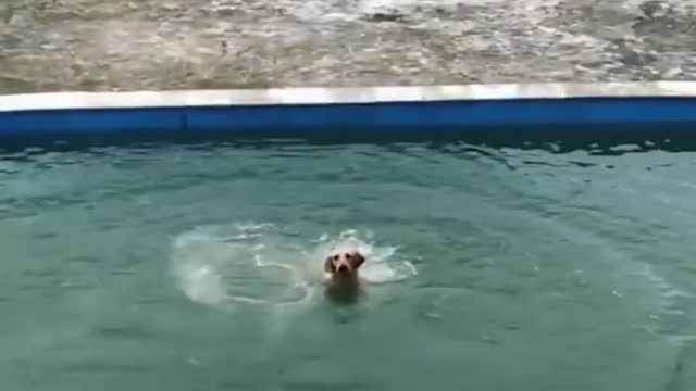 How to swim a dog in the Pool