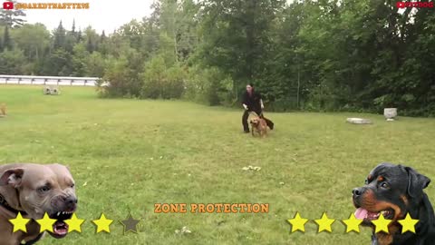 Pitbull Vs Rottweiler Real Fight Trained Rottweiler vs Pitbull