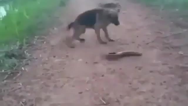 German Shepherd VS Electric Eel