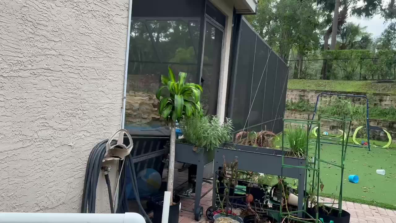 Florida man discovers Biblical Gnats