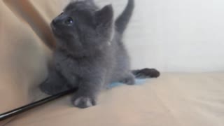 British fold beautiful kitten playing