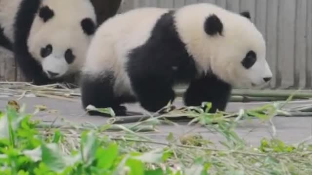 cute panda cute animal video