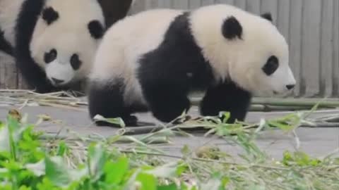 cute panda cute animal video