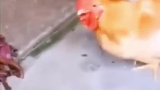 THIS CHICKEN CAN TALK