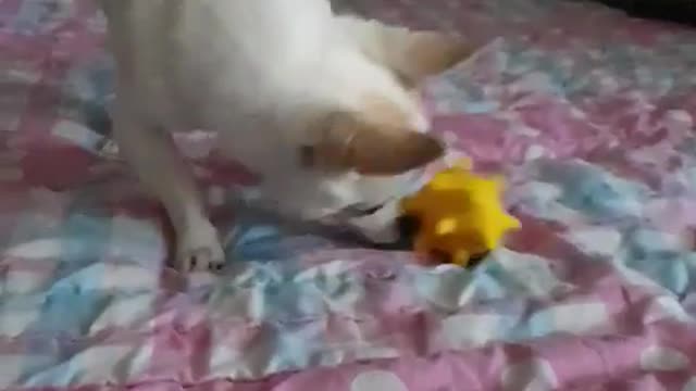 Putting food inside a dog toy to play alone