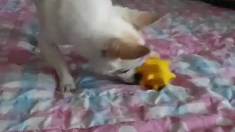 Putting food inside a dog toy to play alone