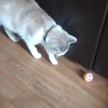 An abandoned kitten found a home