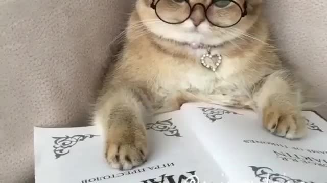 Funny kitty act as a teacher with old spec 2021