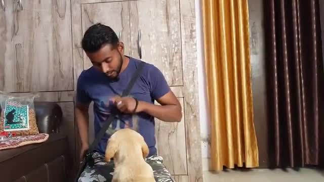 Labrador puppy training video