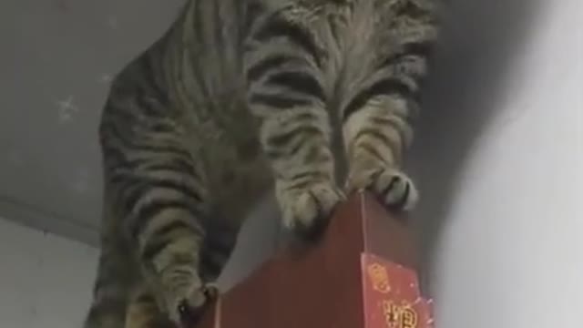Cat videos | Funny animals | Funny cats 2021