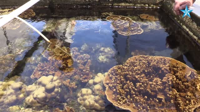 Hawaii nursery experiments with local coral to speed up the healing of reefs