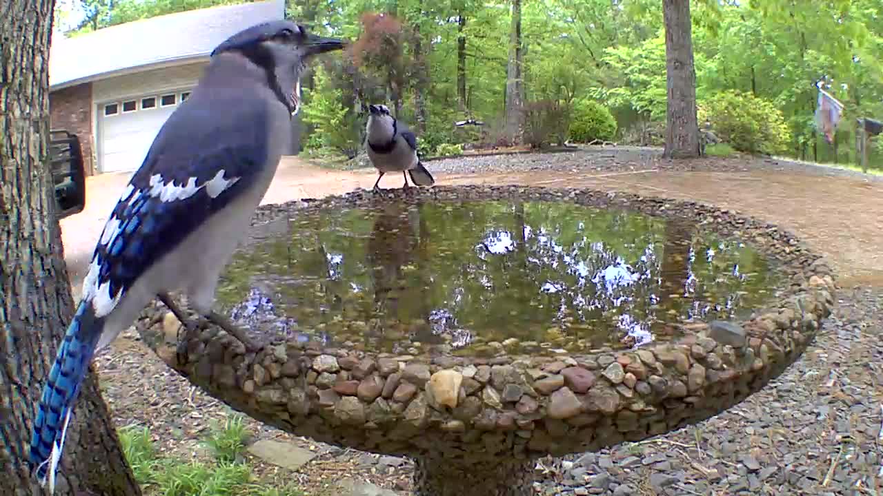 Kissing bluejays