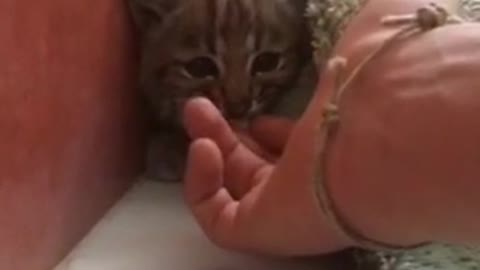 Grey cat bites guy finger and screams