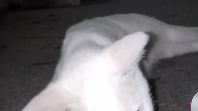 cat funny videos whatsapp status