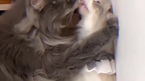 Love Play: Cats' Affectionate Moments