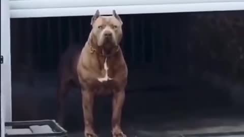 What would you do if this dog ran towards