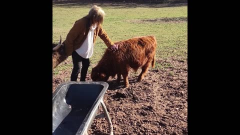 Dawn saying goodbye to Loki... #minihighland #minihighland #highlandcow