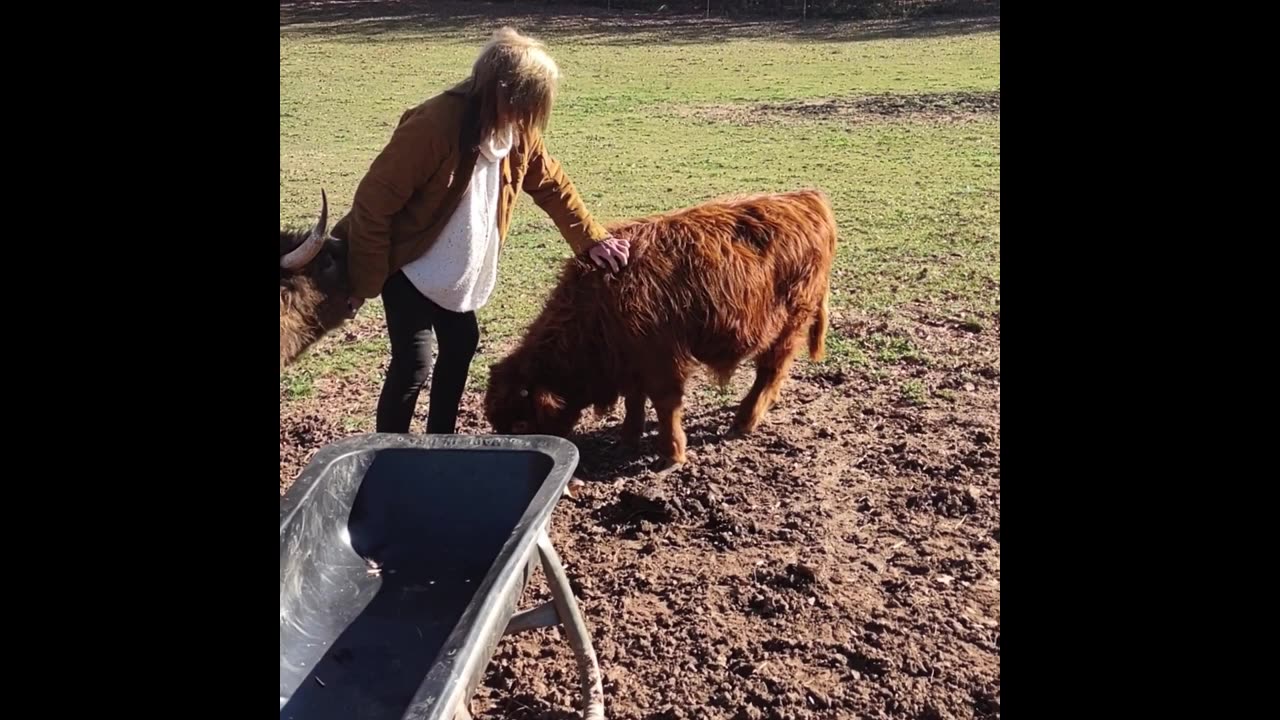 Dawn saying goodbye to Loki... #minihighland #minihighland #highlandcow