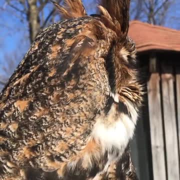eagle owl Bubo virginianus