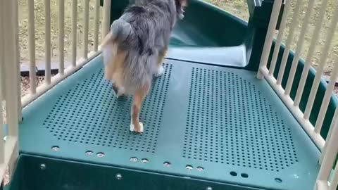 Mini Aussie Leaps From Slide