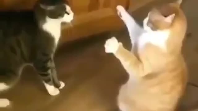 Funny and Cute Cats Videos #125 │ Gadis Sekarwangi