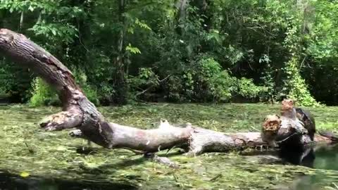 Turtles on a log