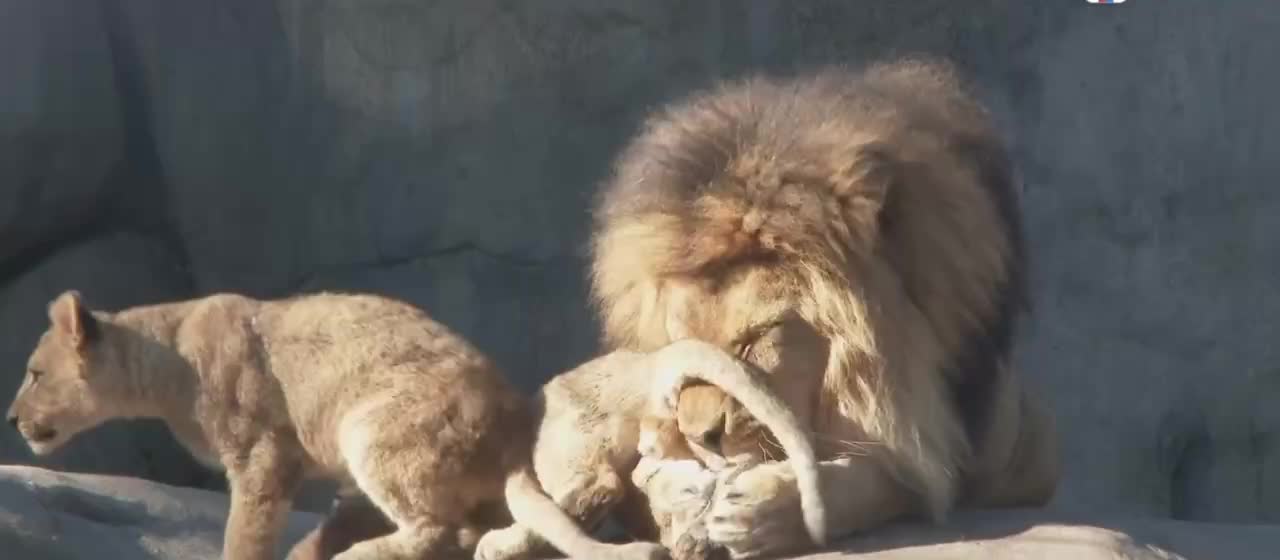 The lion family with love