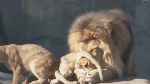 The lion family with love