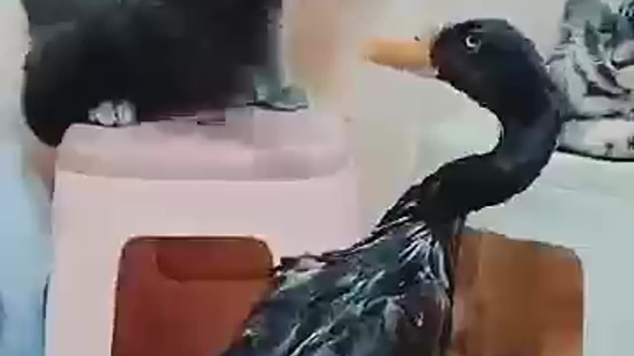 Cat VS Duck Fight funny video