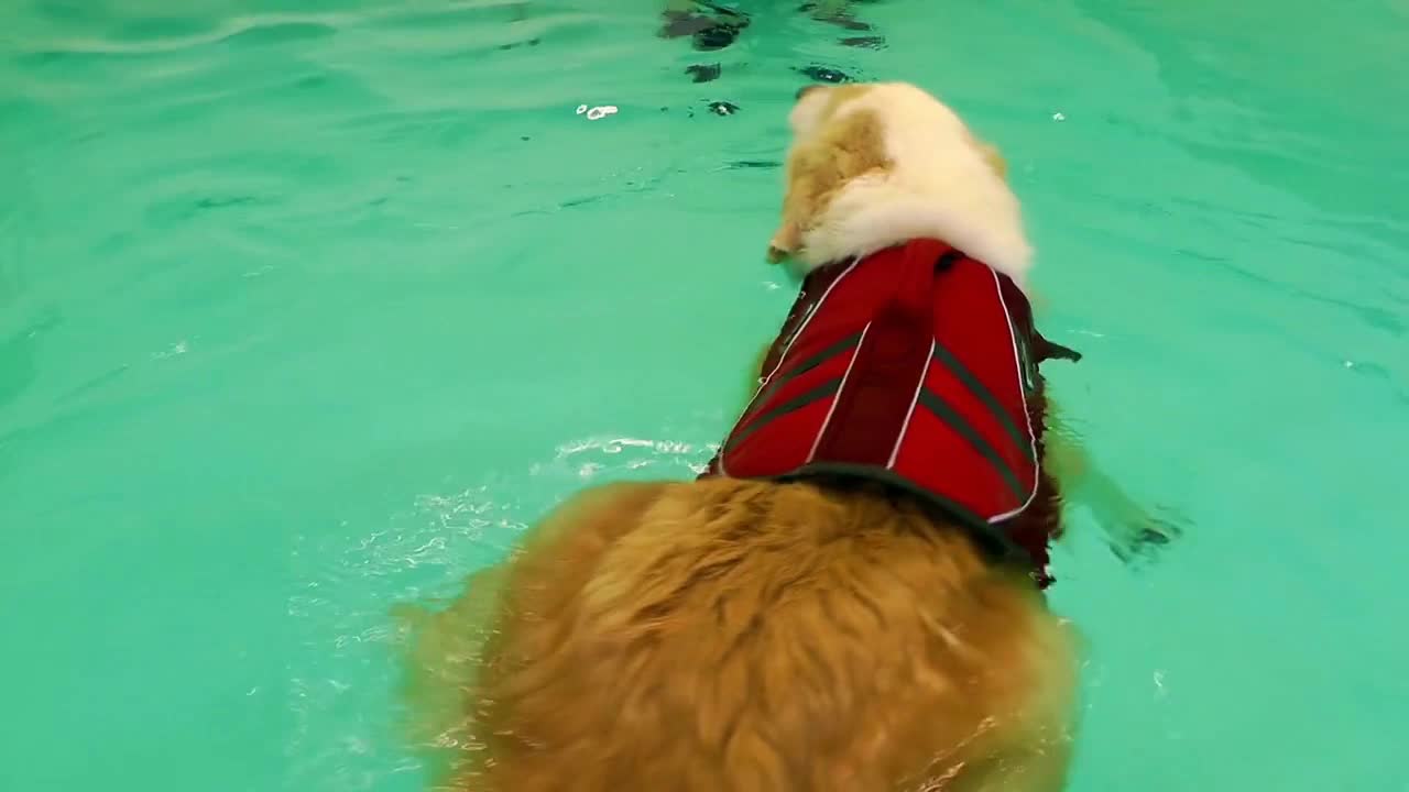 Dog is Swimming in Pool Training