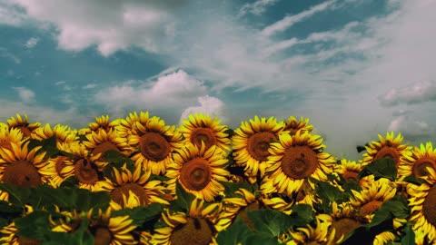 Edvard Grieg - ''Peer Gynt '' Suite No. 1, Op. 46