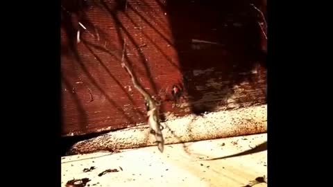 Redback Spider Takes on a Lizard