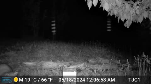 Raccoon, Spider 2