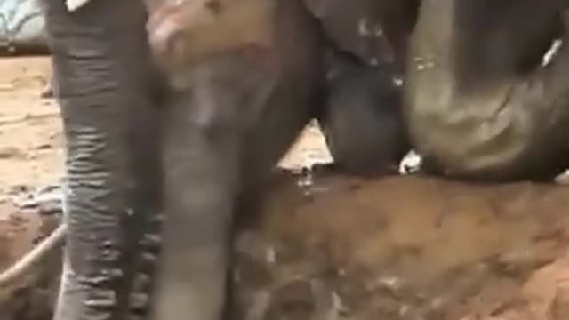 Elephant rescues baby elephant from pit​