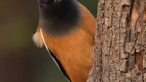 Wildlife