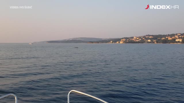 Pogledajte predivne dupine u Kamporskoj Dragi