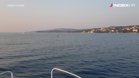 Pogledajte predivne dupine u Kamporskoj Dragi